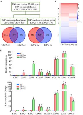 Transcriptome Profiling Reveals the Negative Regulation of Multiple Plant Hormone Signaling Pathways Elicited by Overexpression of C-Repeat Binding Factors